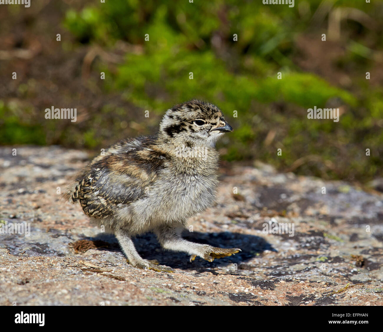 White-tailed ptarmigan (Lagopus leucurus) pulcino, San Juan National Forest, Colorado, Stati Uniti d'America, America del Nord Foto Stock