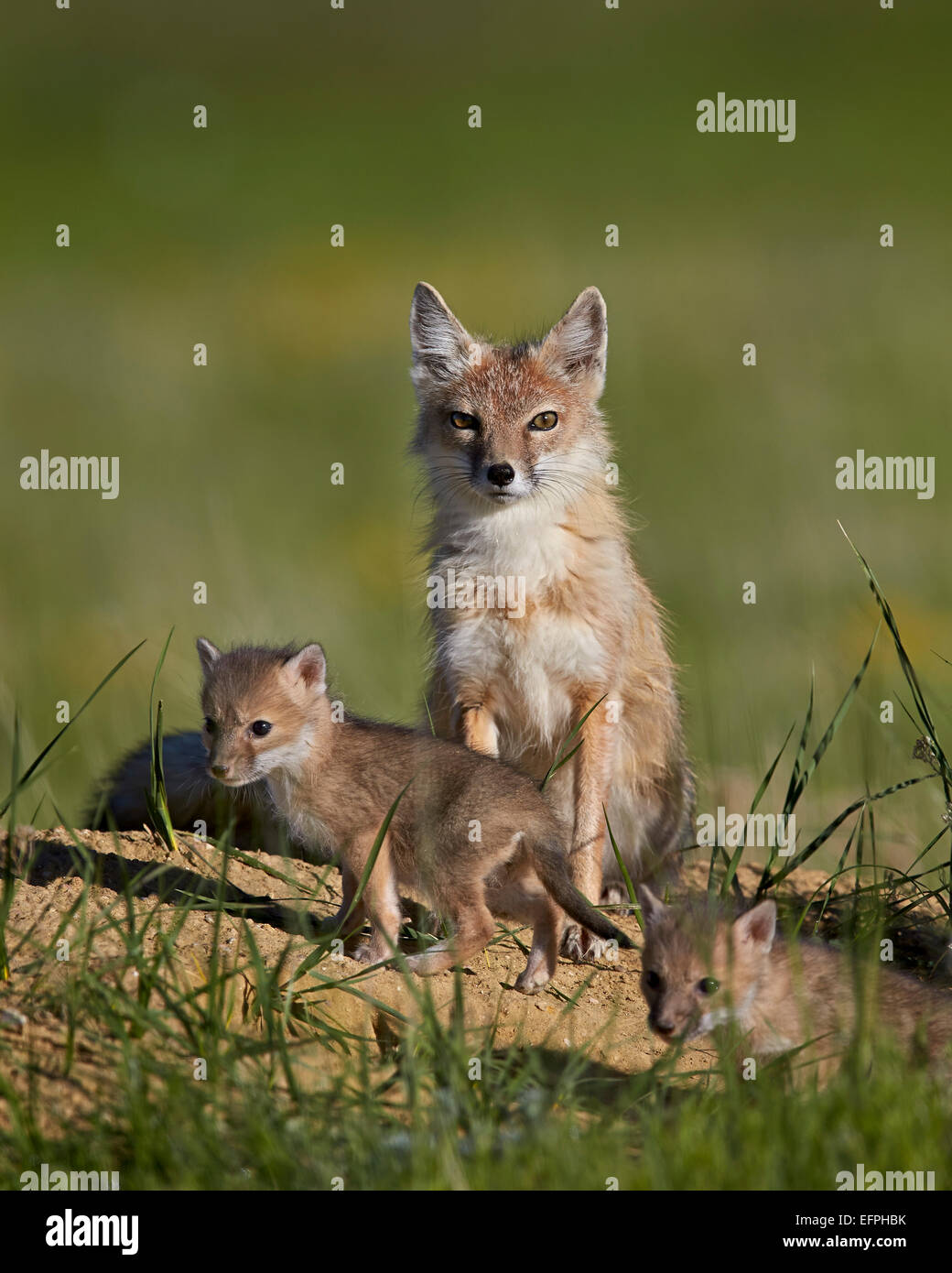 Swift volpe (Vulpes vulpes velox) per adulti e due kit, Pawnee prateria nazionale, Colorado, Stati Uniti d'America, America del Nord Foto Stock
