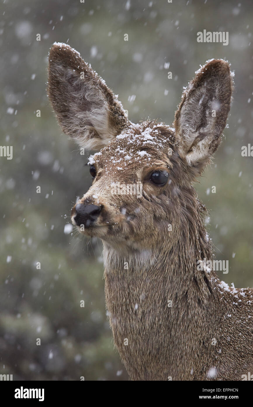 Young Mule Deer (Odocoileus hemionus) in tempesta di neve di primavera, il Parco Nazionale di Yellowstone, Wyoming, Stati Uniti d'America Foto Stock