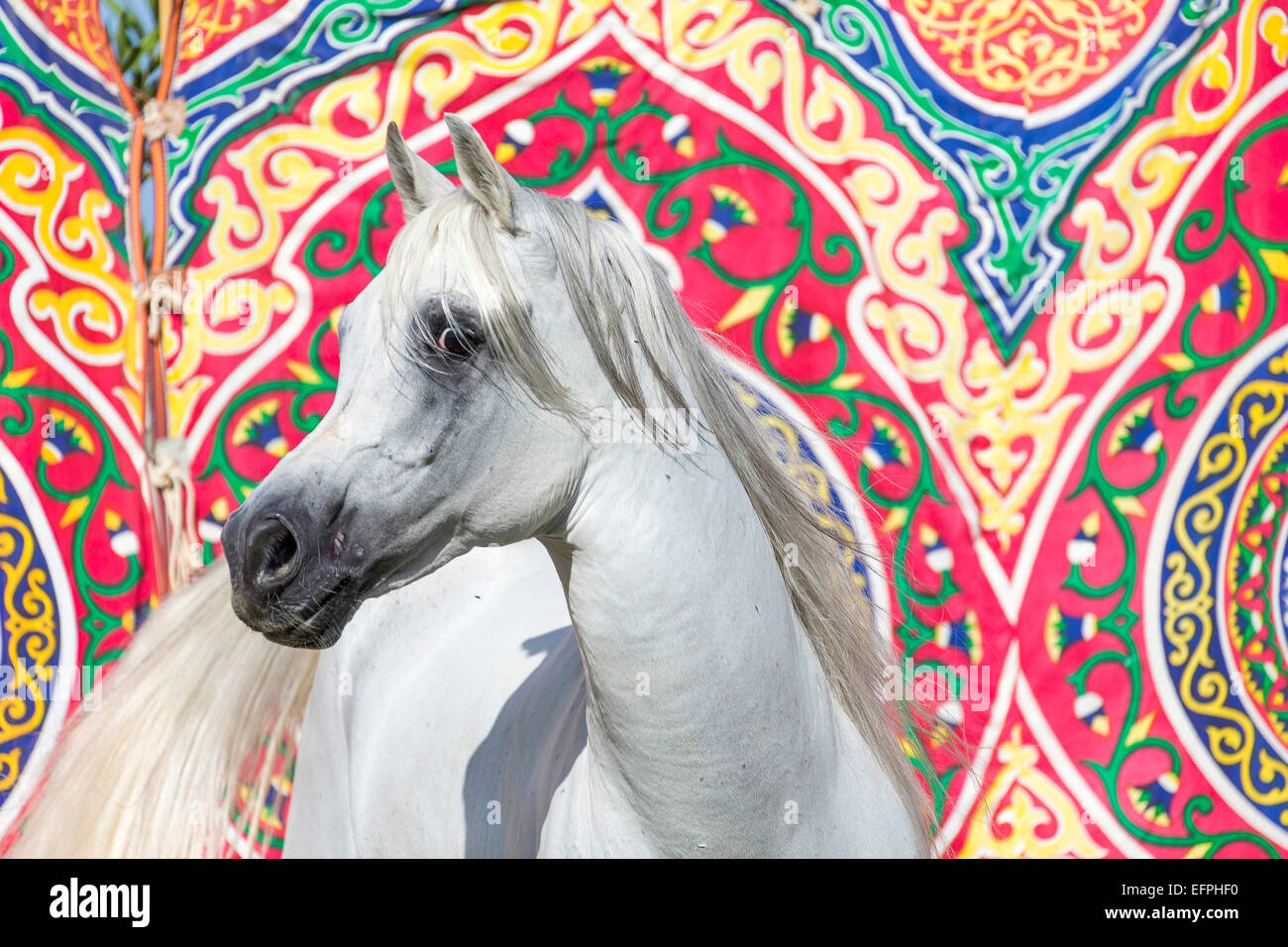 Arabian Horse ritratto stallone grigio parete colorata tappezzeria in Egitto di sfondo Foto Stock