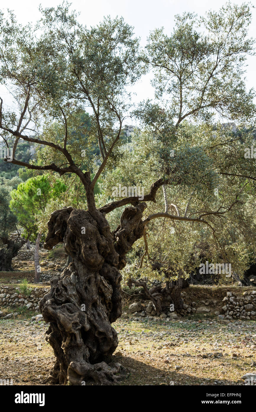 Escursioni nelle montagne Tramuntana a Maiorca è molto popolare e vi è una grande rete di mappate e firmata del percorso Foto Stock