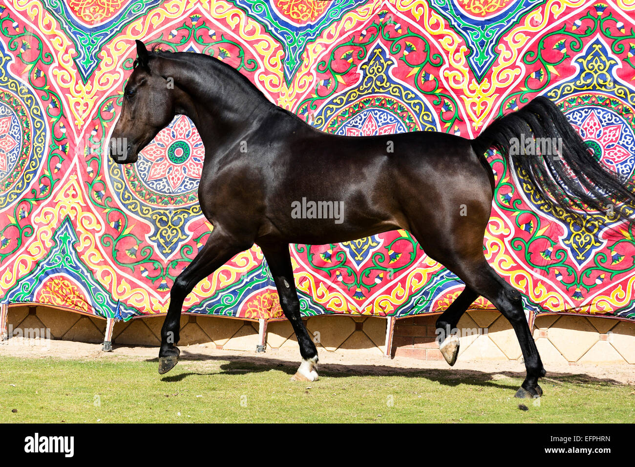 Arabian Horse Bay stallone trotto parete colorata tappezzeria in Egitto di sfondo Foto Stock