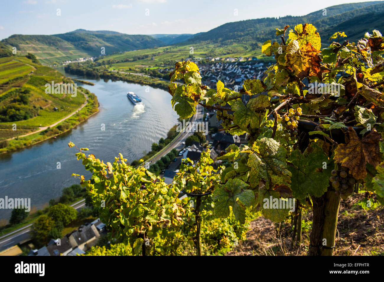 Nave da crociera presso il fiume Moselle piegare a Bremm visto attraverso i vigneti, Valle della Mosella, Renania-Palatinato, Germania, Europa Foto Stock