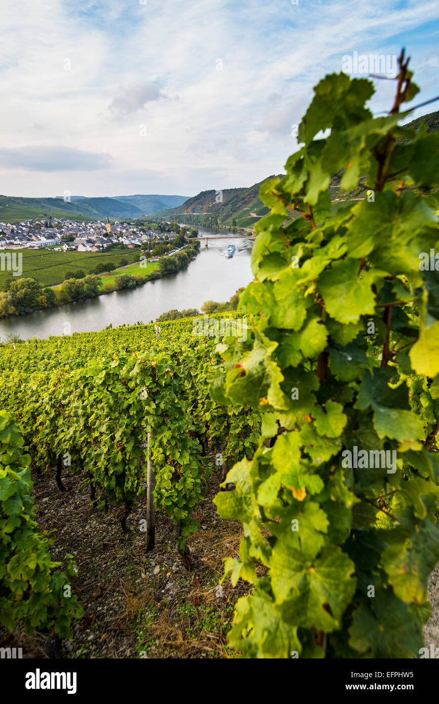 Vigneti attorno il Moselle a Trittenheim, Valle della Mosella, Renania-Palatinato, Germania, Europa Foto Stock