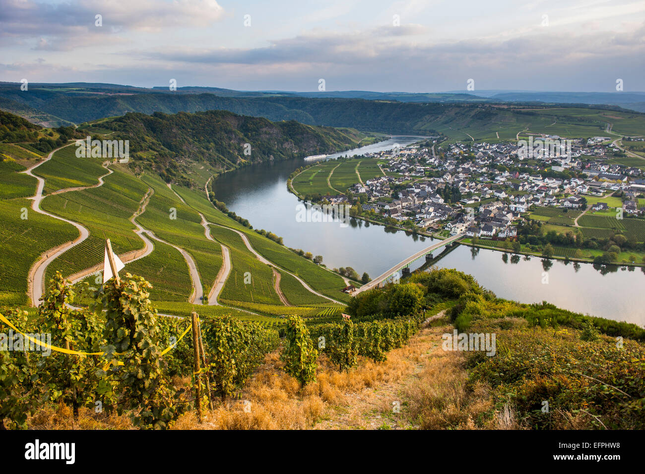 Vigneti attorno Piesport e il fiume Moselle, Valle della Mosella, Renania-Palatinato, Germania, Europa Foto Stock