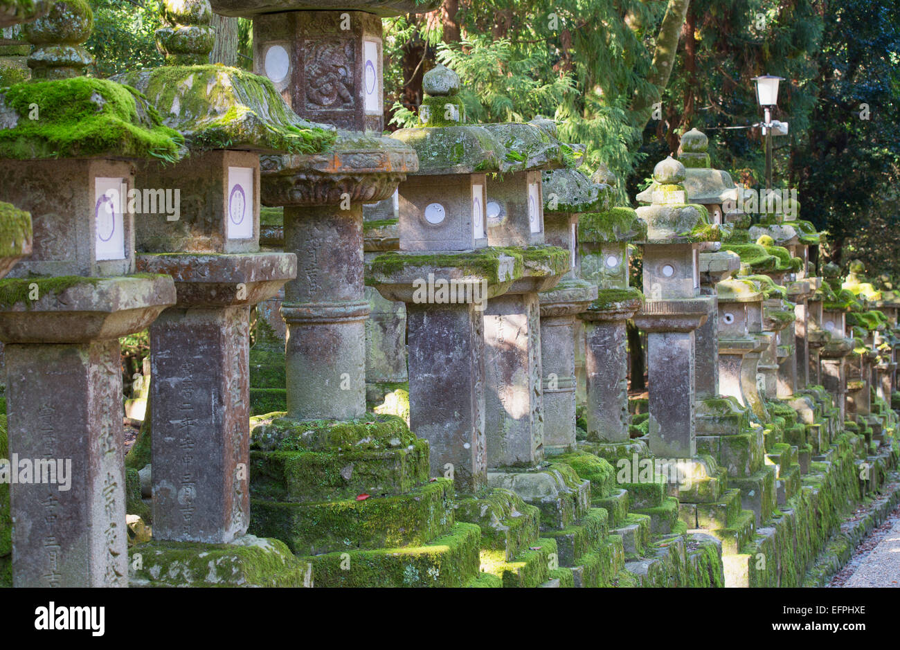 Lanterne di pietra al crepuscolo in corrispondenza di Kasuga Taisha Sacrario, Sito Patrimonio Mondiale dell'UNESCO, Nara, Kansai, Giappone, Asia Foto Stock