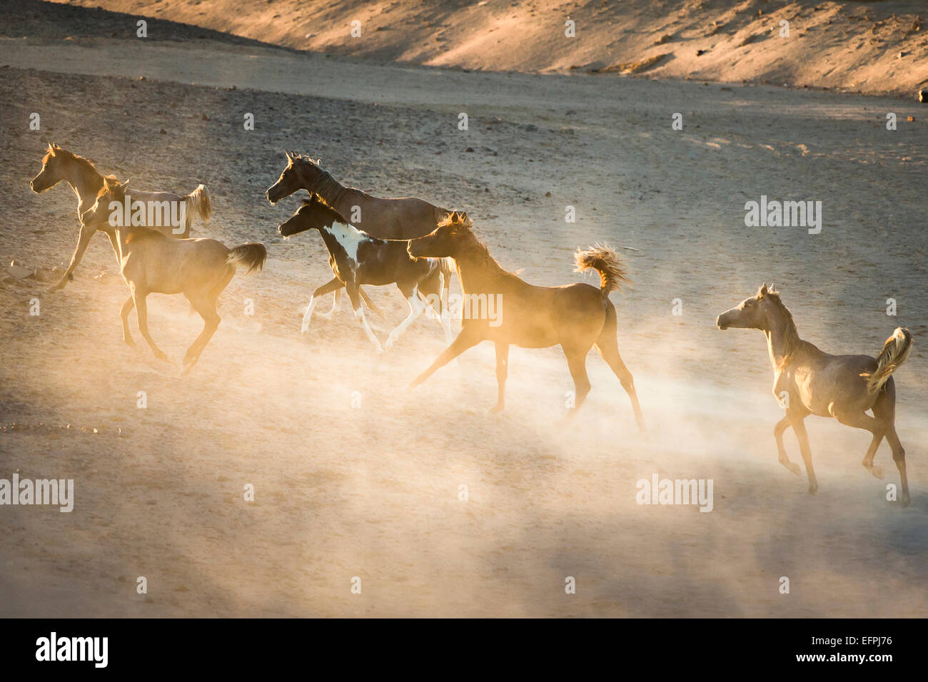 Arabian Horse sei giovani mares luce della sera al galoppo polveroso deserto Egitto Foto Stock