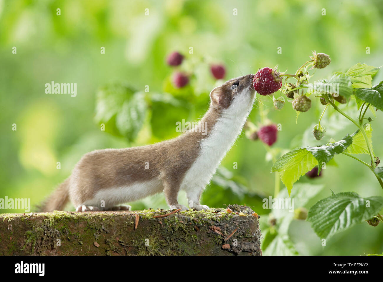 Ermellino Ermellino Mustela erminea estate rivestire mangiare lampone Germania Foto Stock