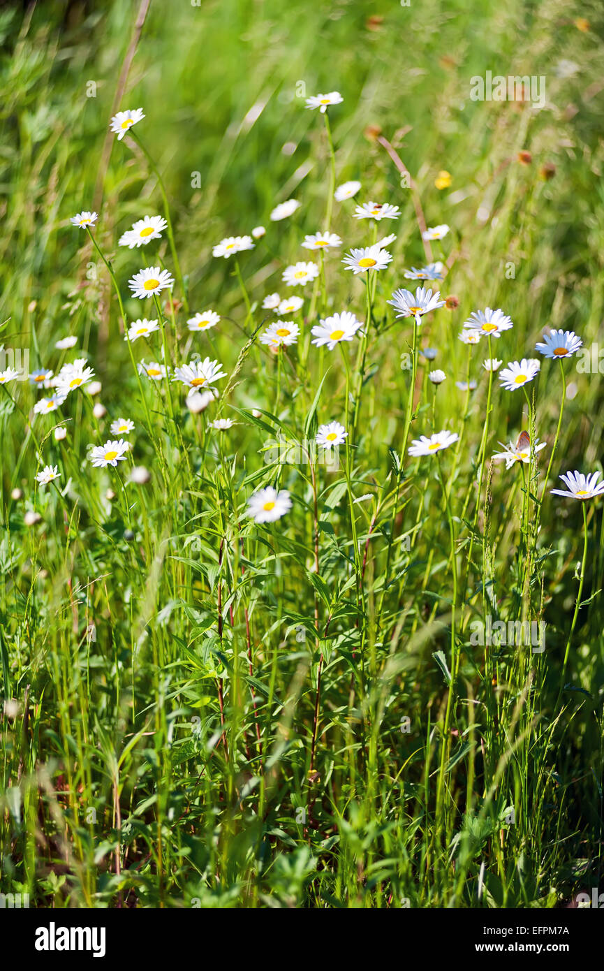 Campo di wild poco bianco fiori a margherita. Messa a fuoco selettiva. Foto Stock