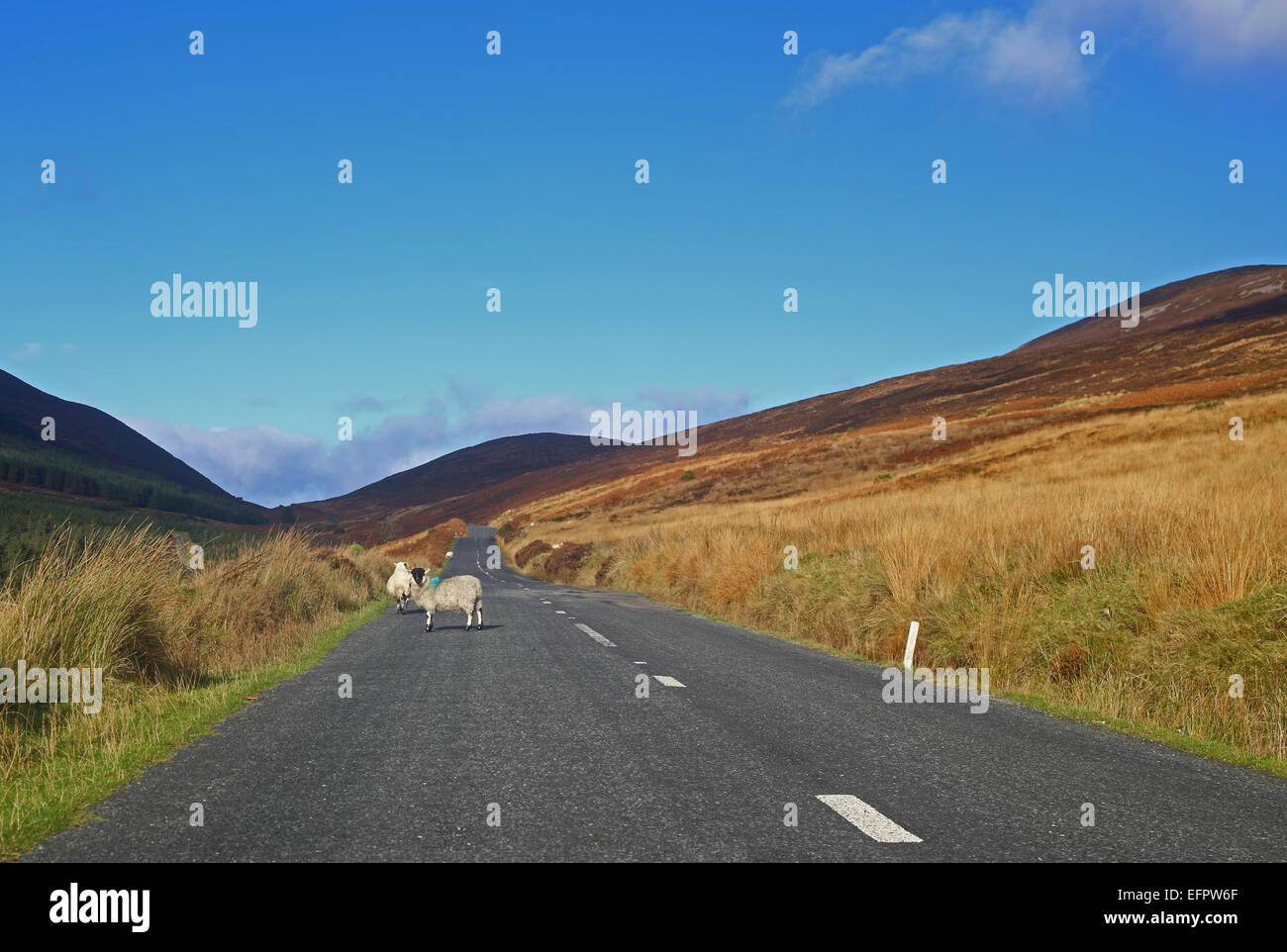 Alcune pecore blocca il modo su una strada irlandese in un ambiente idilliaco sotto un cielo blu con montagne di rotolamento su entrambi i lati Foto Stock