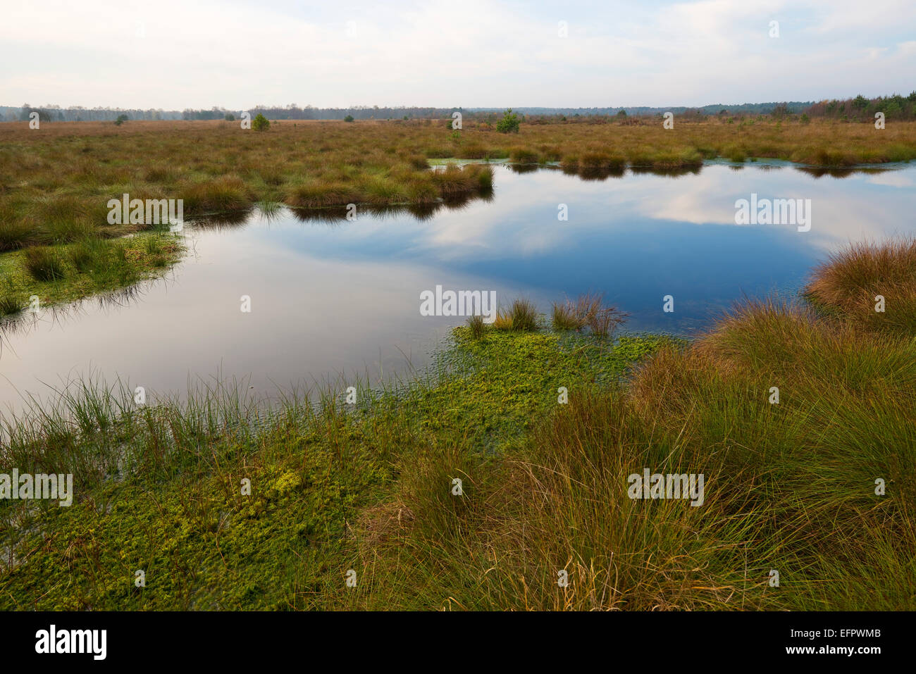 La brughiera, Schweimker Moor riserva naturale, Bassa Sassonia, Germania Foto Stock