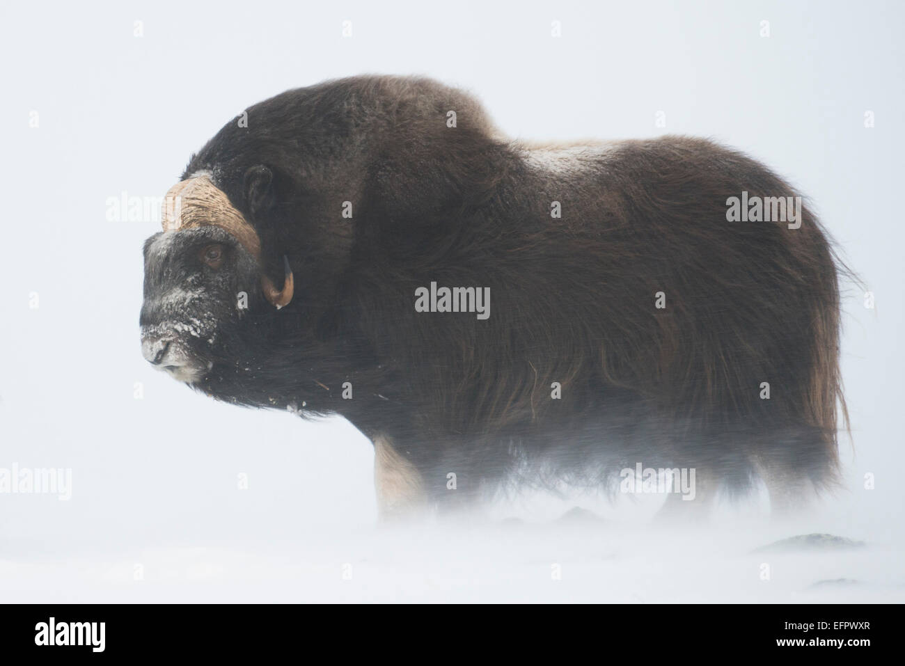 Muskox (Ovibos moschatus) in una tempesta di neve, Dovrefjell-Sunndalsfjella National Park, Norvegia Foto Stock