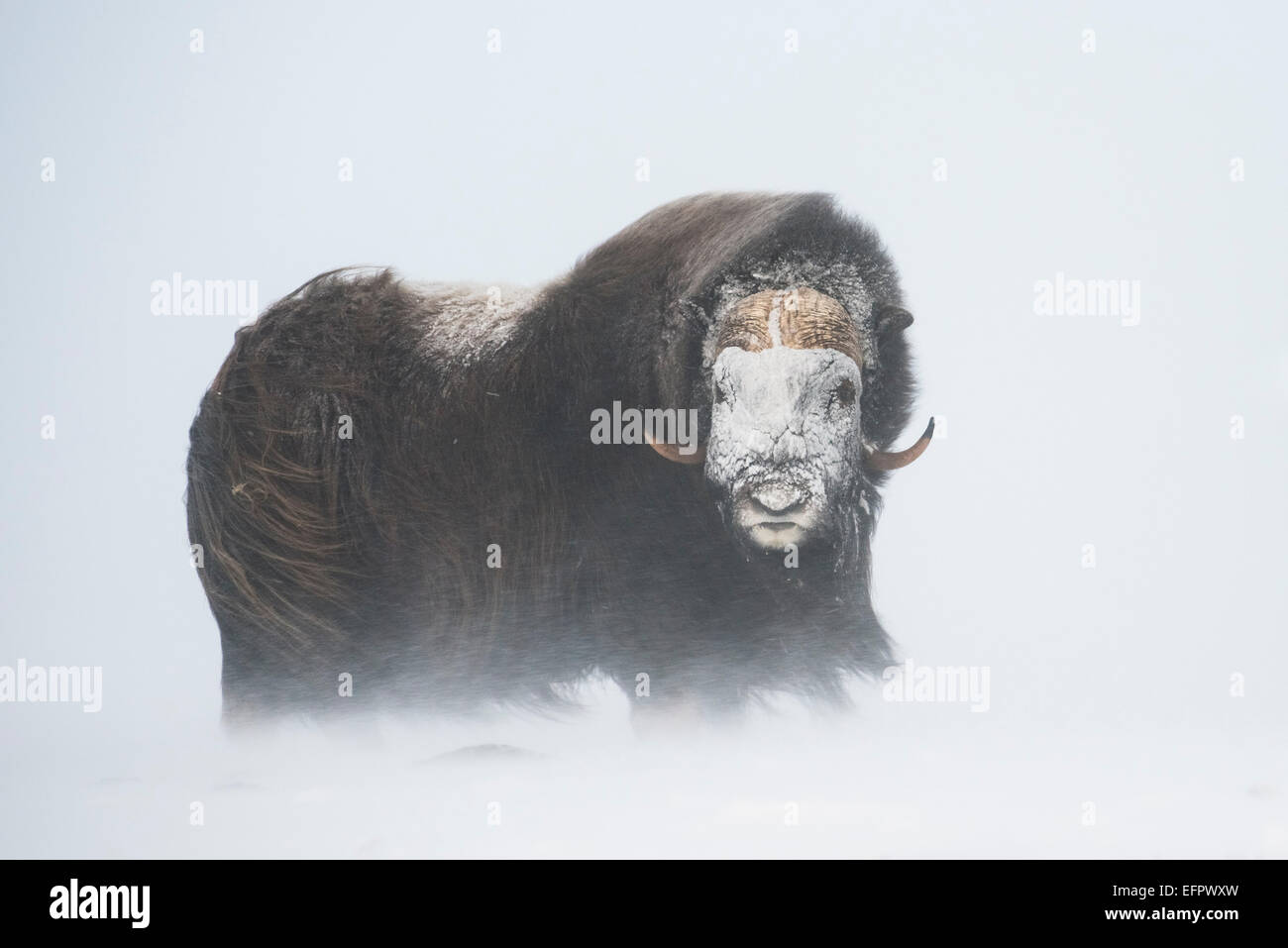 Muskox (Ovibos moschatus) in una tempesta di neve, con una faccia congelata, Dovrefjell-Sunndalsfjella National Park, Norvegia Foto Stock