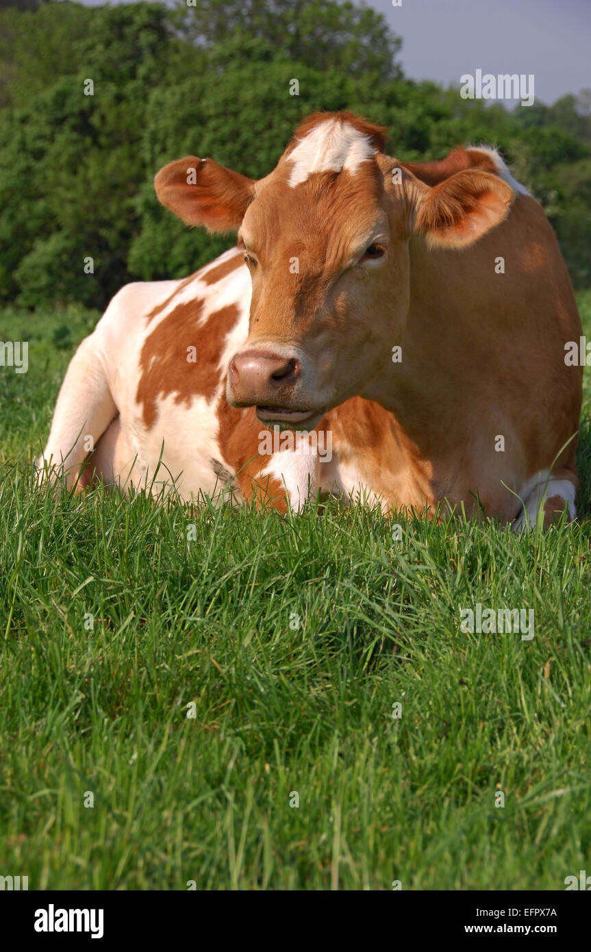 Guernsey vacche giacente in un ricco pascolo di erba in una fattoria in North Devon, Regno Unito. Tenuto principalmente per la loro ricca di latte cremoso.un caseificio del Regno Unito Foto Stock