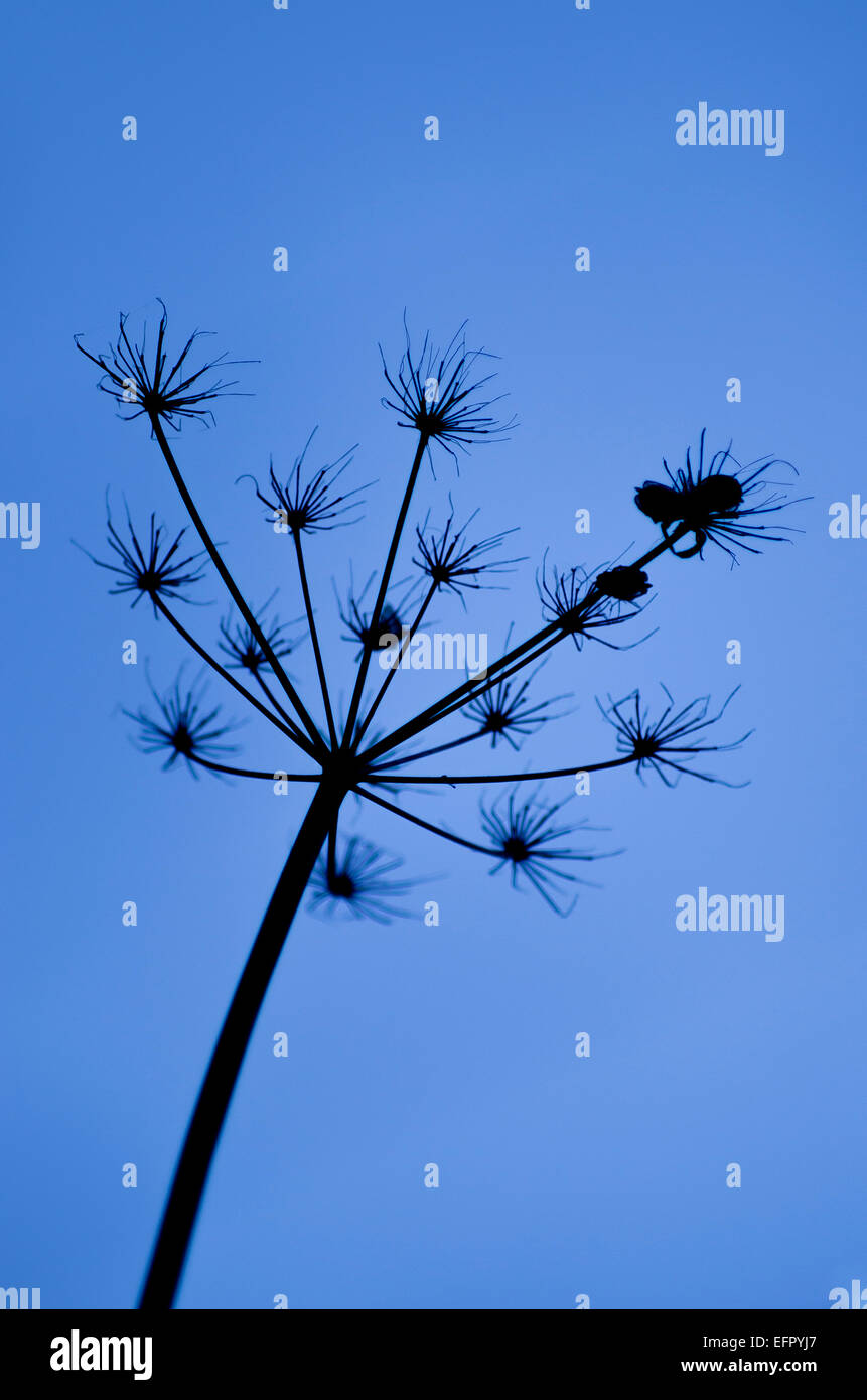 Mucca prezzemolo seme head stagliano contro il cielo blu, Bedfordshire, Regno Unito Foto Stock