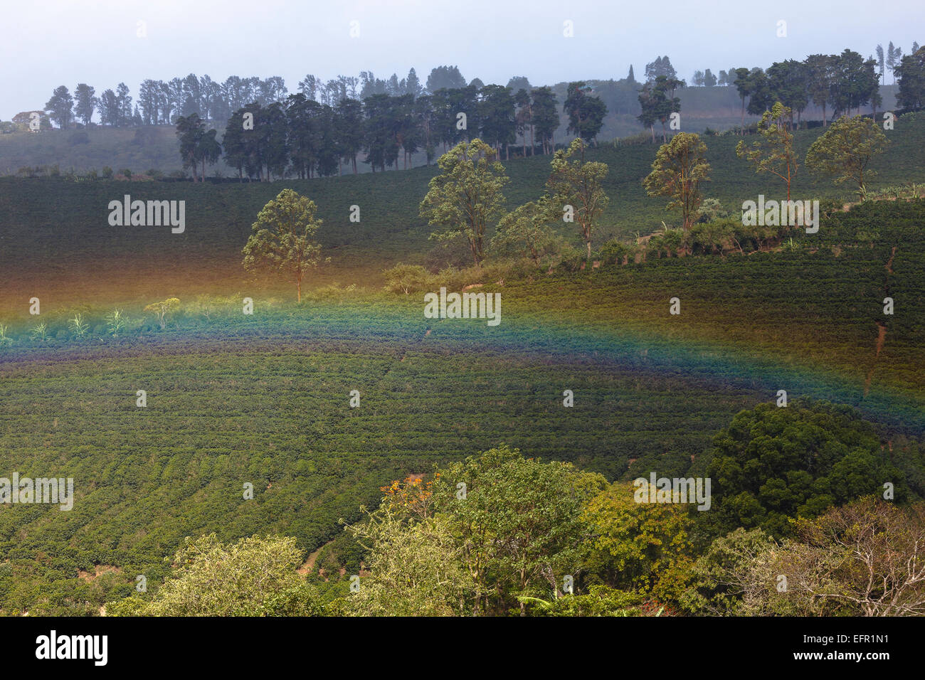 Piantagione di caffè e Rainbow. Vulcano Poas. Costa Rica. America centrale Foto Stock