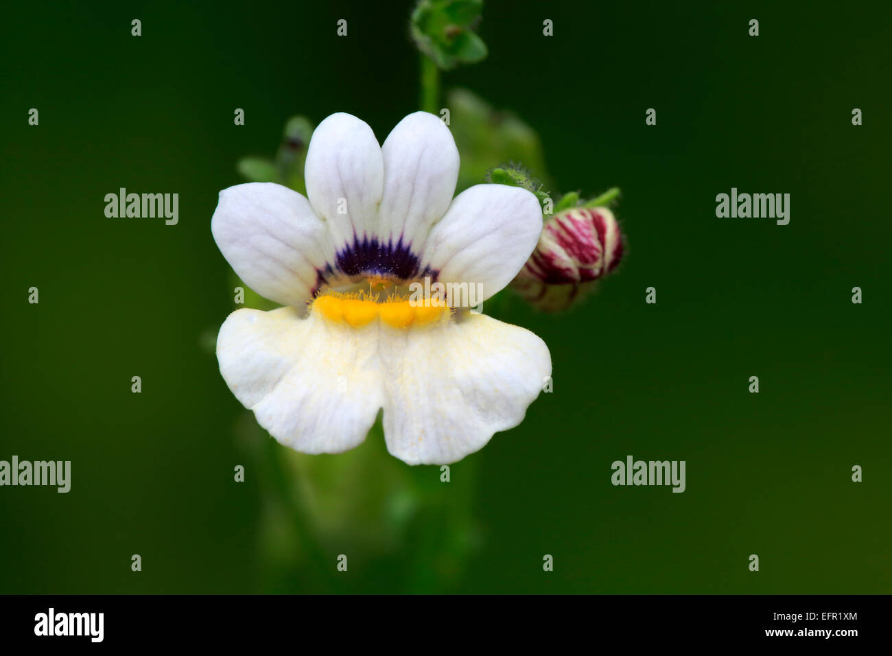Capejewels (Nemesia strumosa), fiore, Germania Foto Stock