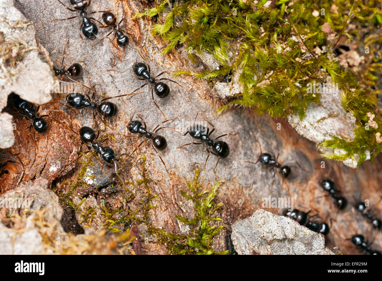 Formiche da giardino nere (Lasius niger) che marciano lungo un ramo d'albero. Foto Stock