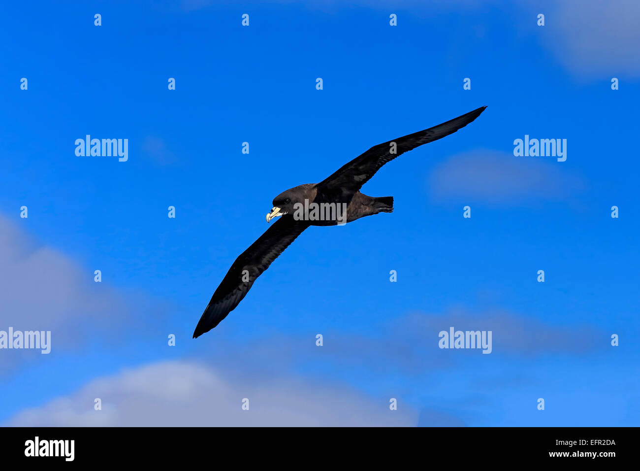 Bianco-chinned Petrel o Cape Hen (Procellaria aequinoctialis), adulto, in volo, Capo di Buona Speranza, Sud Africa Foto Stock