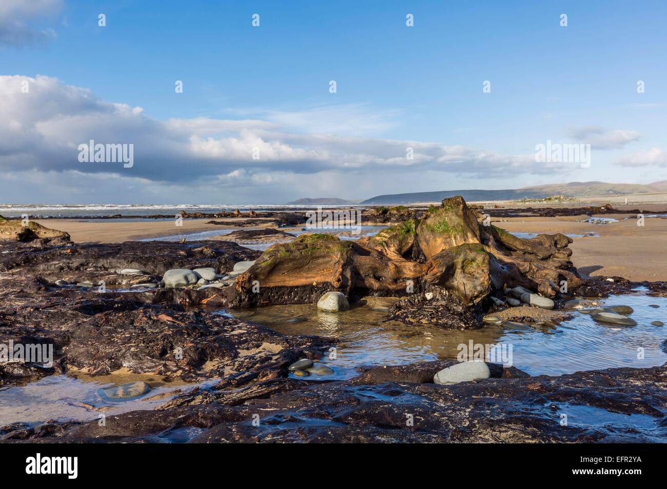 La foresta sommersa a Borth, Ceredigion Foto Stock