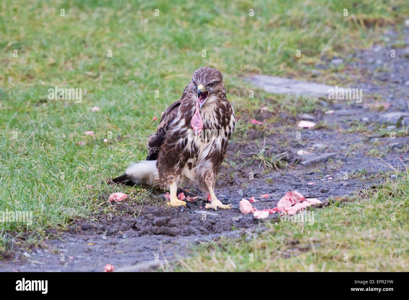 Una Poiana a Gigrin Farm, Powys Foto Stock
