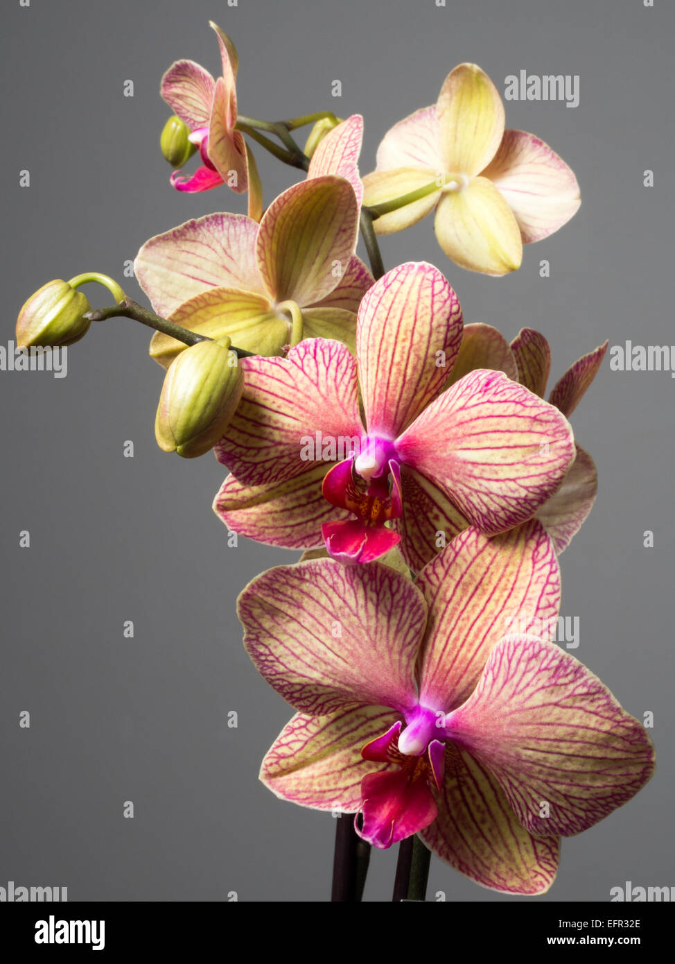 Orchidée Foto Stock