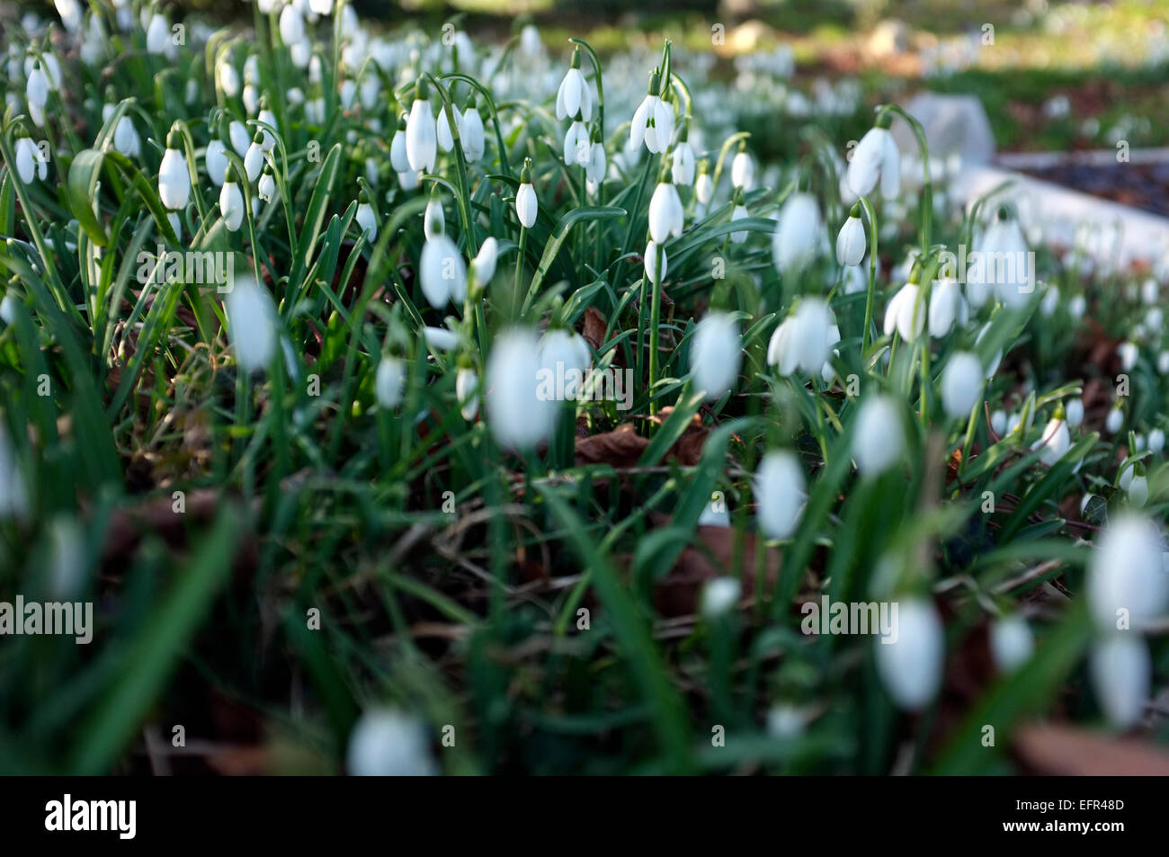 Basso angolo vista ravvicinata della caduta di neve fiori (Galanthus). Foto Stock