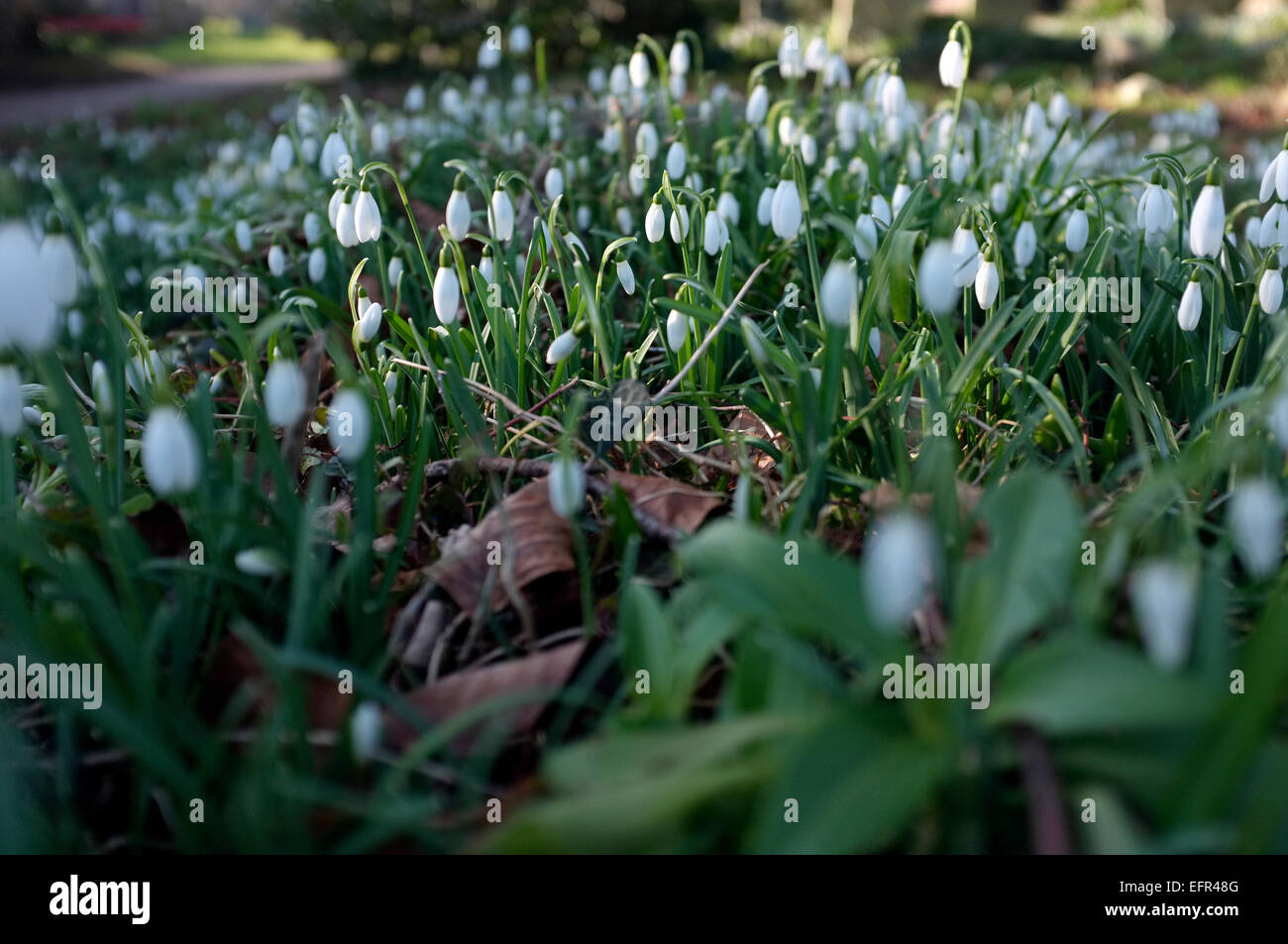Basso angolo vista ravvicinata della caduta di neve fiori (Galanthus). Foto Stock
