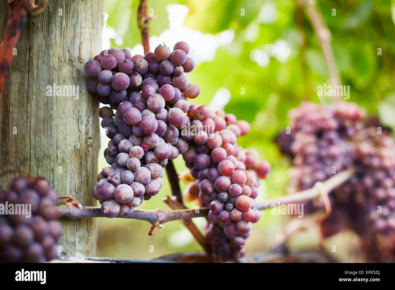 Close up di grappoli di uve rosse sulla vite, Kelowna, British Columbia, Canada Foto Stock