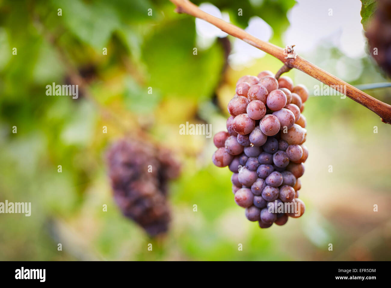 Chiusura del grappolo di uva rossa sulla vite, Kelowna, British Columbia, Canada Foto Stock
