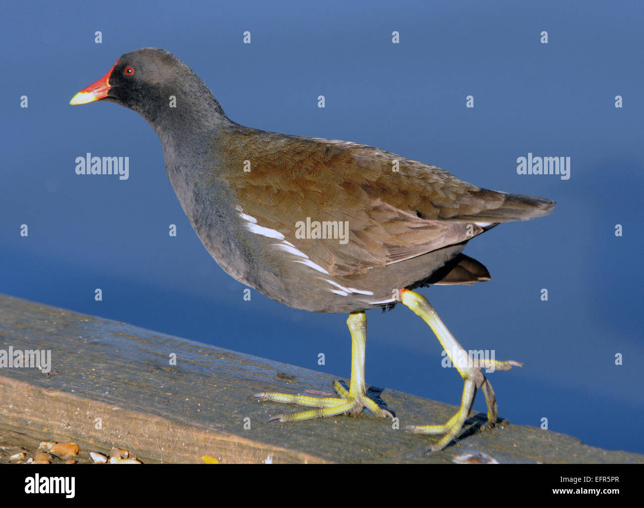 4 Novembre 2014 Un moorhen al laghetto Baffins, Portsmouth, Hants. Pic Mike Walker, Mike Walker foto Foto Stock