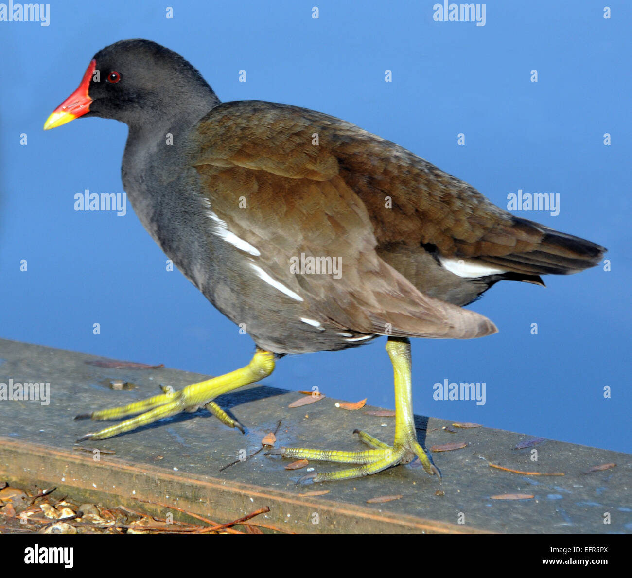 4 Novembre 2014 Un moorhen al laghetto Baffins, Portsmouth, Hants. Pic Mike Walker, Mike Walker foto Foto Stock