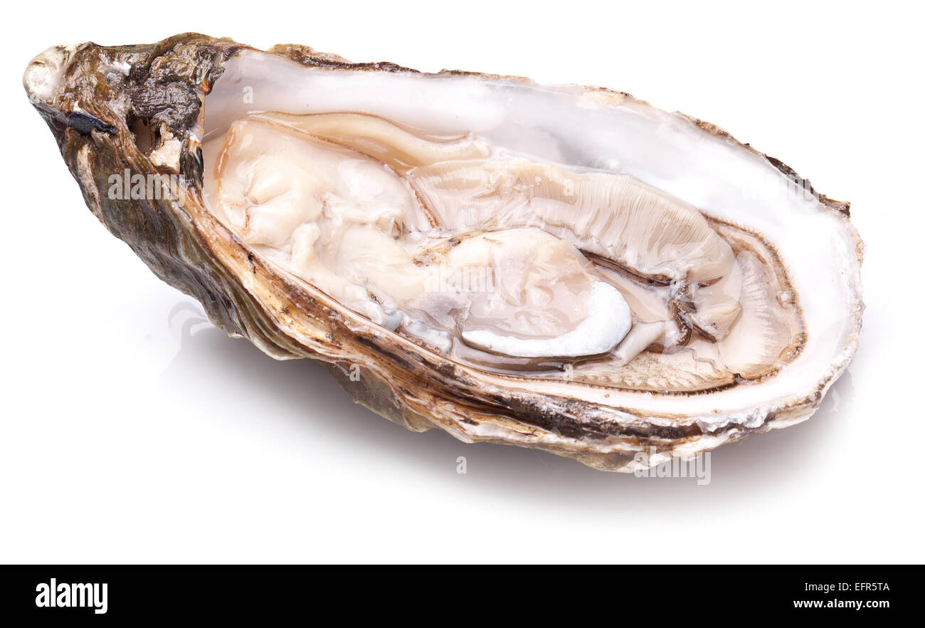 Materie oyster su uno sfondo bianco. Foto Stock