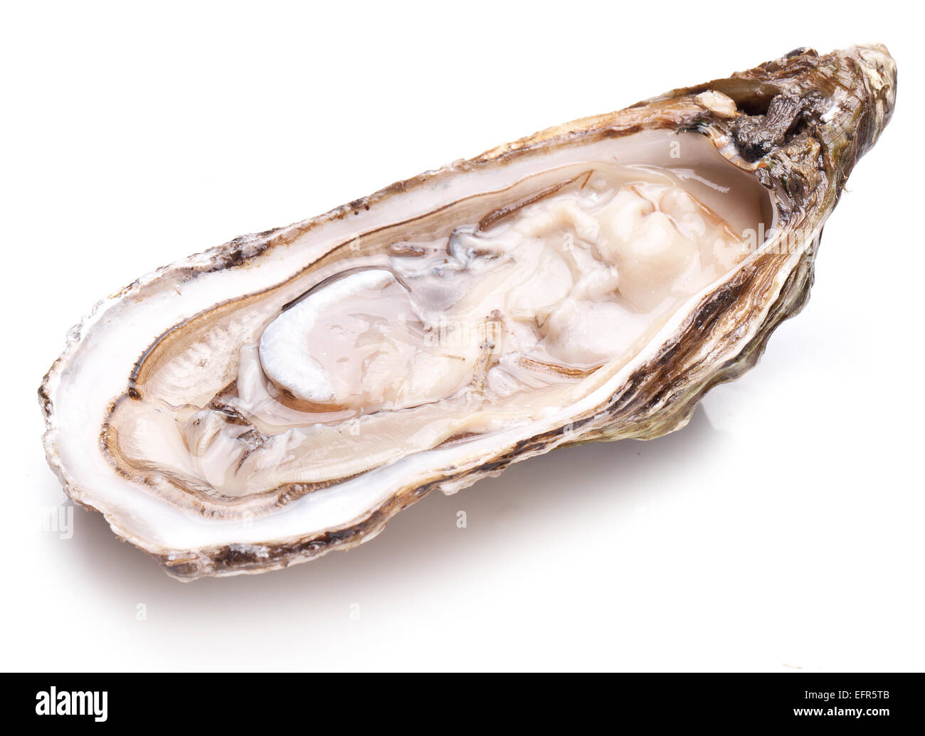 Materie oyster su uno sfondo bianco. Foto Stock