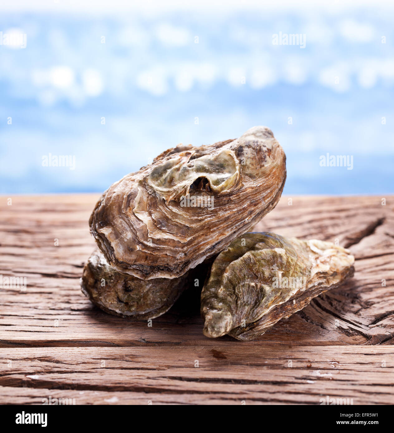 Materie oyster su legno. Mare sullo sfondo. Foto Stock