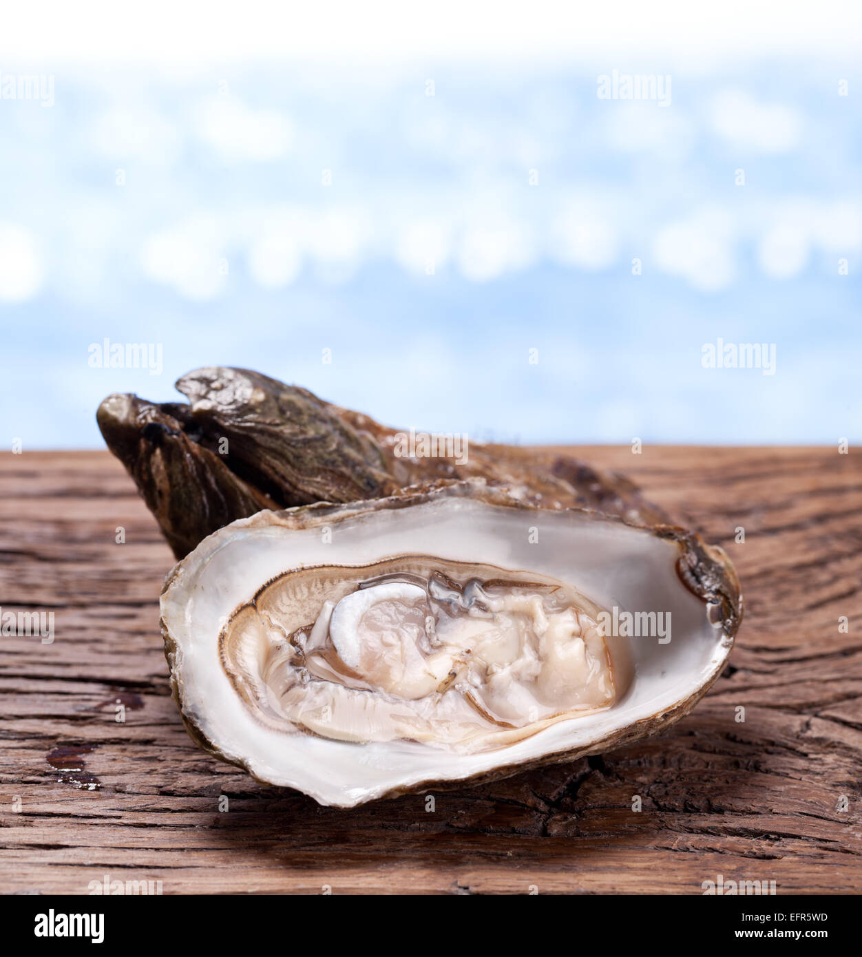 Materie oyster su legno. Un mare scintillante in background. Foto Stock