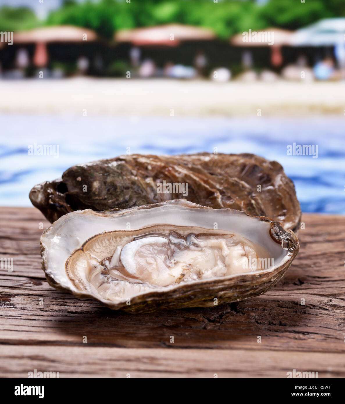 Materie oyster su legno. Mare sullo sfondo. Foto Stock