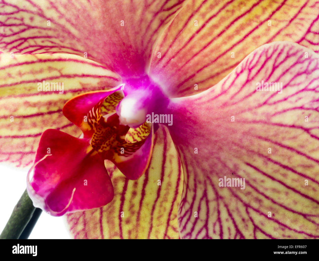 Orchidée Foto Stock