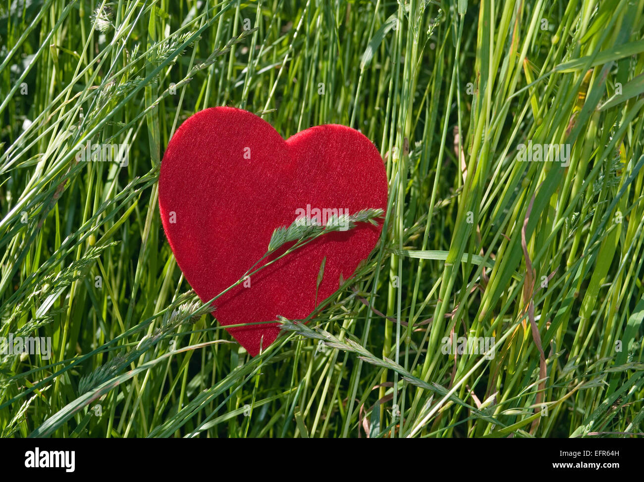 Cuore rosso su erba verde Foto Stock