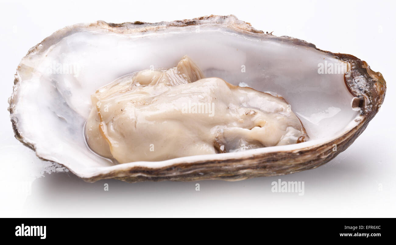 Materie oyster su uno sfondo bianco. Foto Stock
