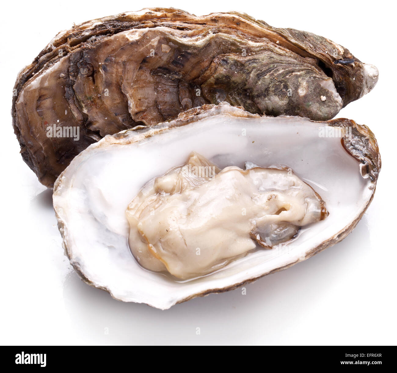 Materie oyster su uno sfondo bianco. Foto Stock