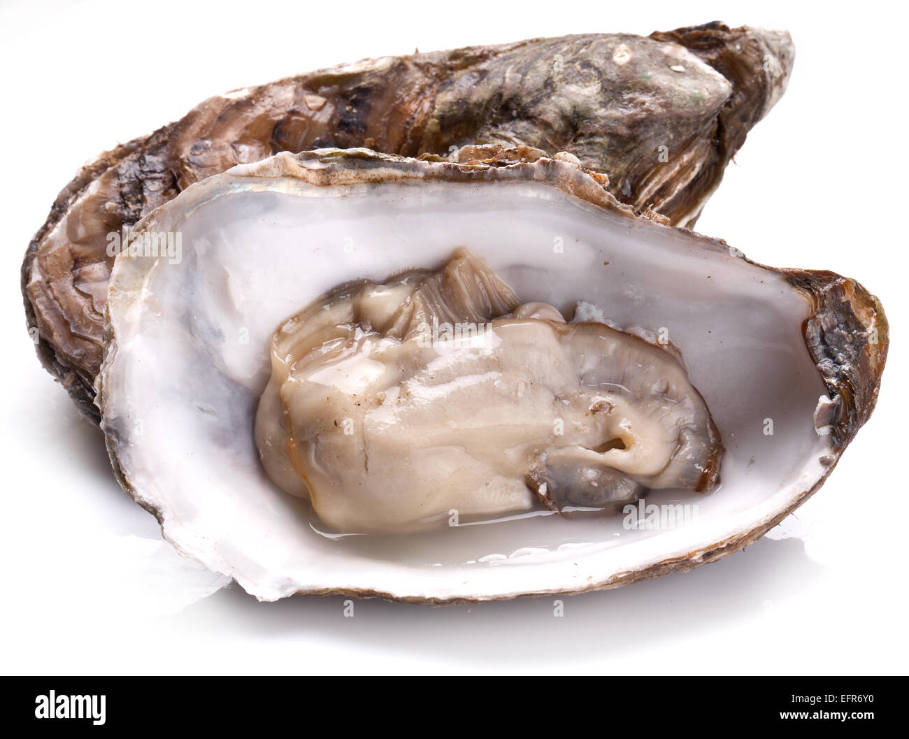 Materie oyster su uno sfondo bianco. Foto Stock