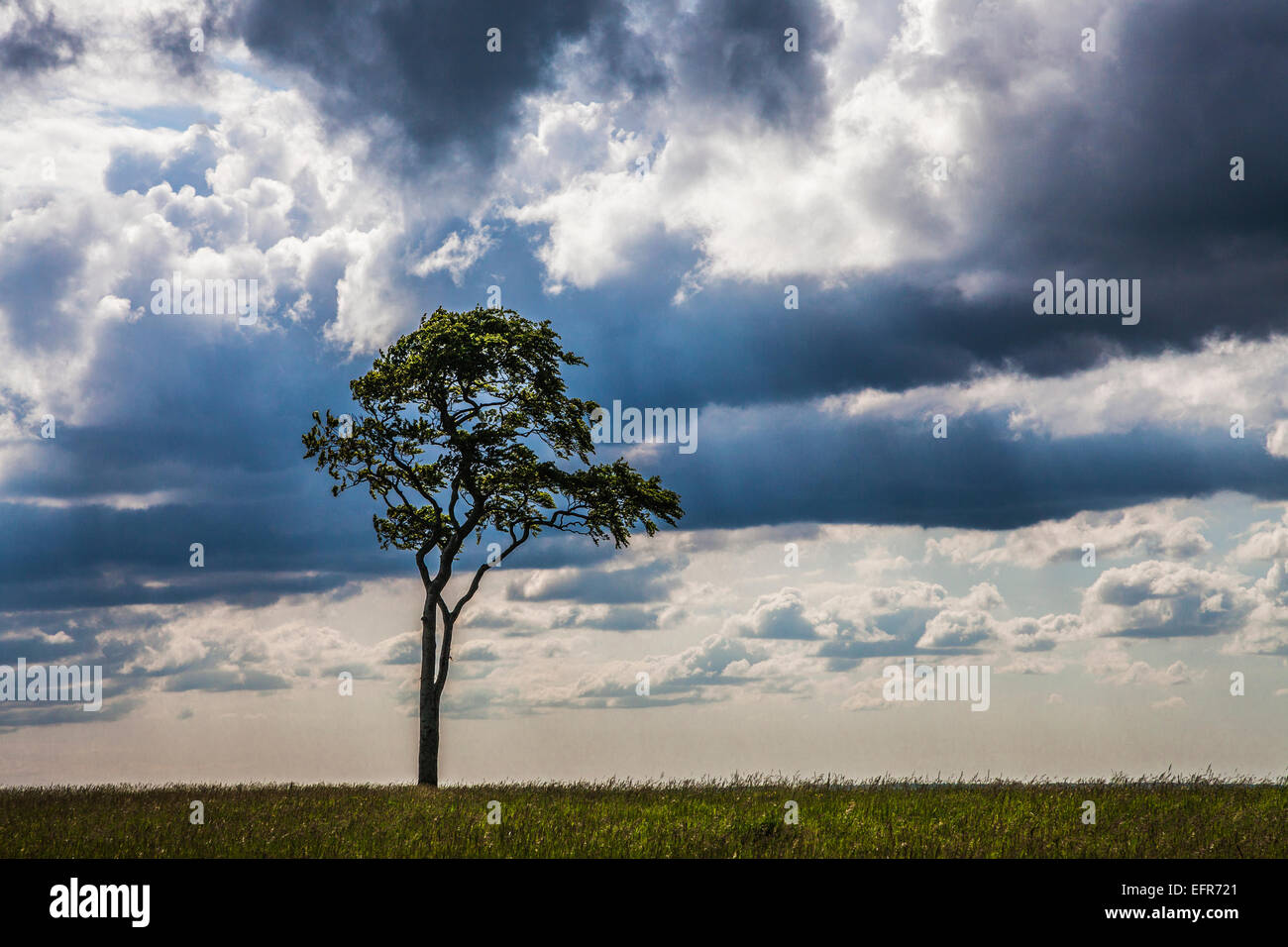 Un lone faggio (Fagus) contro un cielo tempestoso. Foto Stock