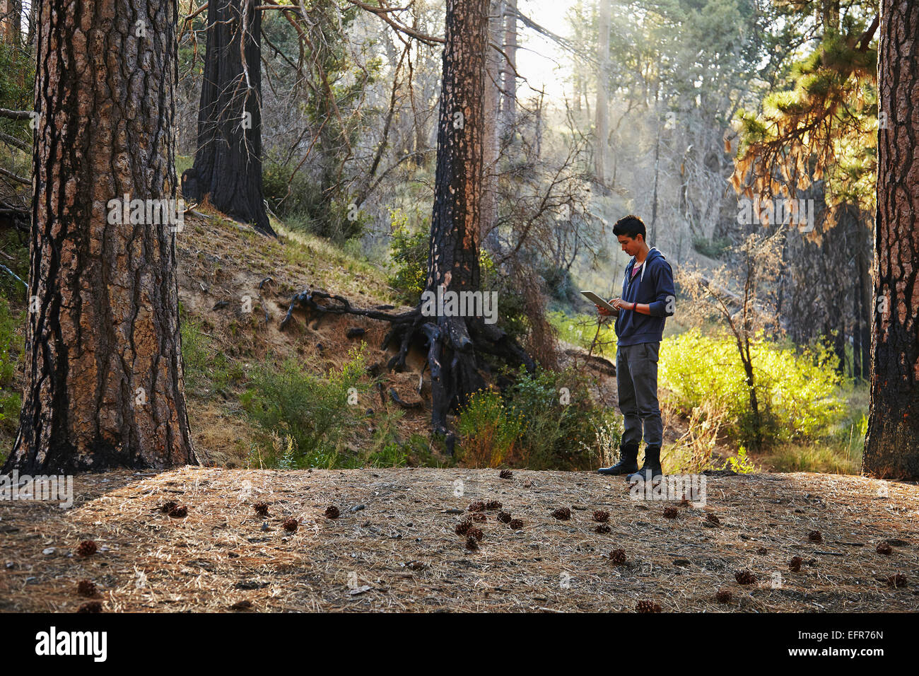 Giovane uomo guardando digitale compressa nella foresta, Los Angeles, California, Stati Uniti d'America Foto Stock