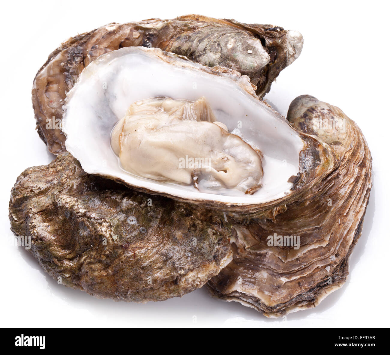 Materie oyster su uno sfondo bianco. Foto Stock