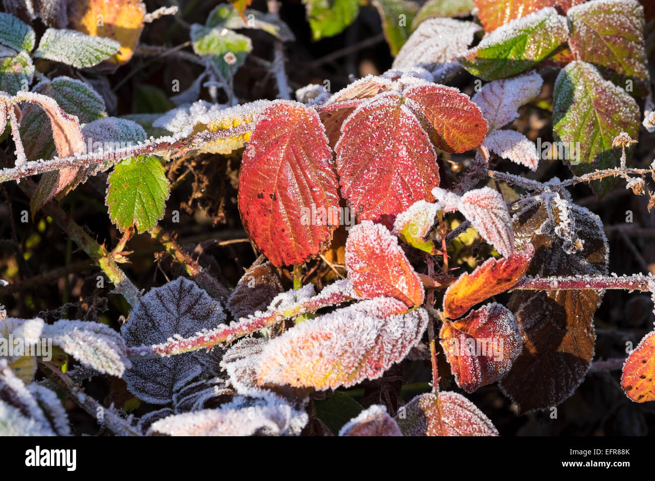 Rovo foglie in inverno Milton Cambridgeshire Inghilterra Gran Bretagna Foto Stock