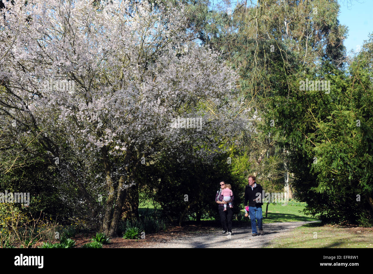 Hillier giardini, Romsey Foto Stock