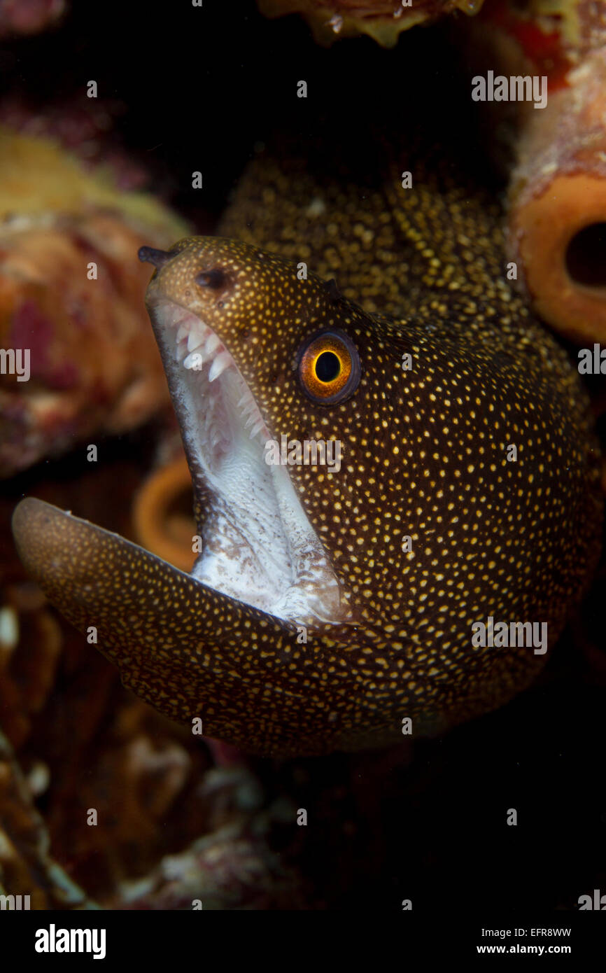 Close-up Goldentail moray. Foto Stock