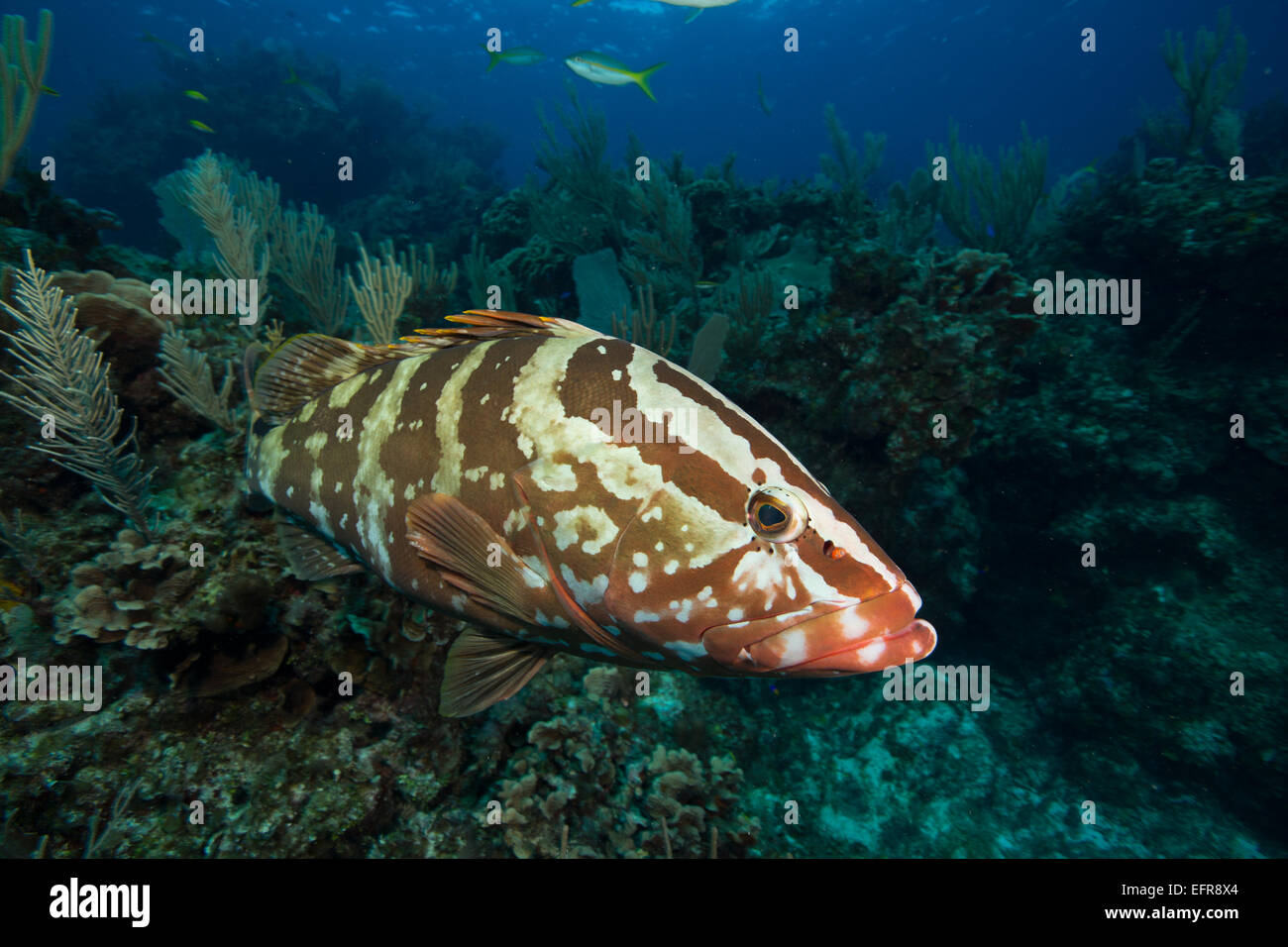 Cernie Nassau sulla barriera corallina. Foto Stock