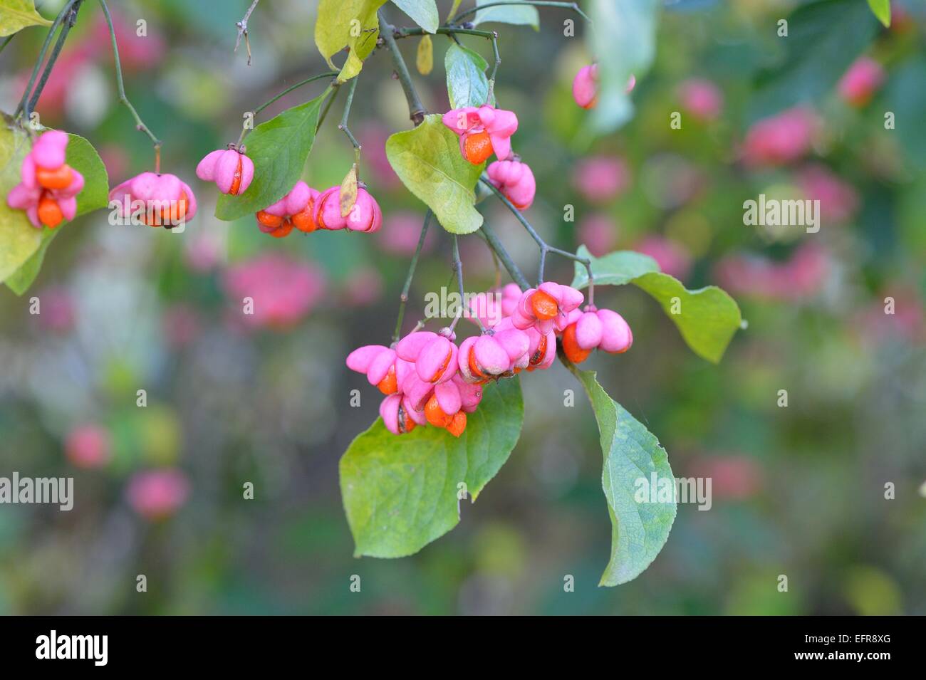 Europea - mandrino mandrino comune (Euonymus europaeus) in frutti in autunno Provence - Francia Foto Stock